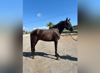 PRE Mix, Wallach, 4 Jahre, 165 cm, Rappe