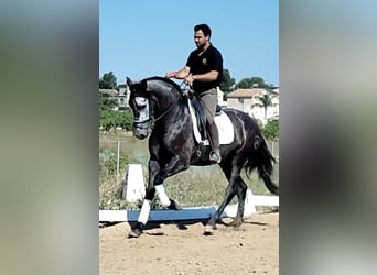 PRE Mix, Wallach, 4 Jahre, 165 cm, Rappschimmel
