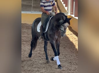 PRE Mix, Wallach, 4 Jahre, 165 cm, Rappschimmel
