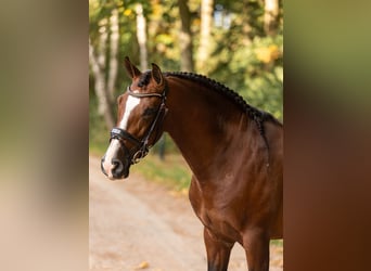 PRE Mix, Wallach, 4 Jahre, 165 cm, Rotbrauner