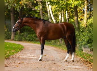 PRE Mix, Wallach, 4 Jahre, 165 cm, Rotbrauner