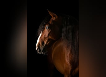 PRE Mix, Wallach, 4 Jahre, 165 cm, Rotbrauner