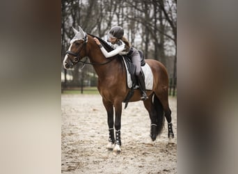 PRE Mix, Wallach, 4 Jahre, 165 cm, Rotbrauner