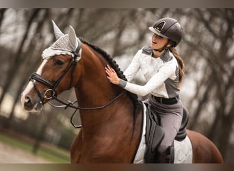 PRE Mix, Wallach, 4 Jahre, 165 cm, Rotbrauner