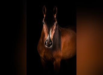 PRE Mix, Wallach, 4 Jahre, 165 cm, Rotbrauner