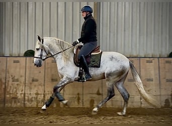 PRE Mix, Wallach, 4 Jahre, 165 cm, Schimmel