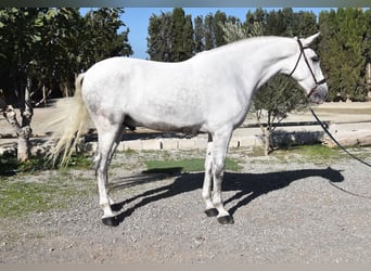 PRE Mix, Wallach, 4 Jahre, 165 cm, Schimmel