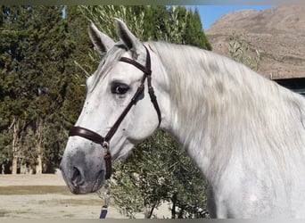 PRE Mix, Wallach, 4 Jahre, 165 cm, Schimmel