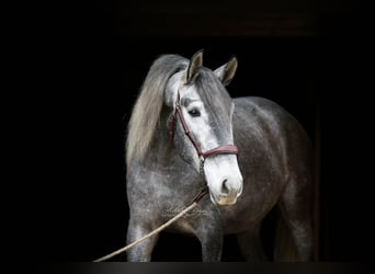 PRE, Wallach, 4 Jahre, 165 cm, Schimmel