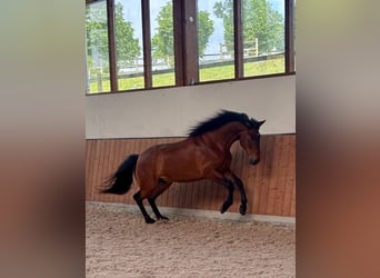 PRE Mix, Wallach, 4 Jahre, 165 cm