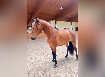 PRE Mix, Wallach, 4 Jahre, 165 cm