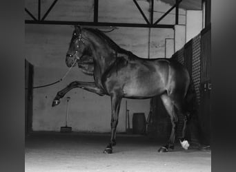 PRE Mix, Wallach, 4 Jahre, 166 cm, Braunfalbschimmel