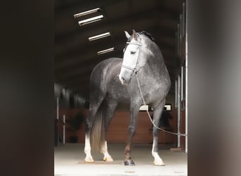 PRE, Wallach, 4 Jahre, 166 cm, Schimmel