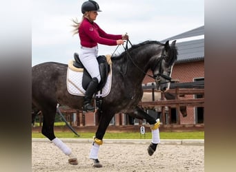 PRE, Wallach, 4 Jahre, 167 cm, Apfelschimmel