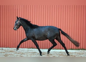 PRE Mix, Wallach, 4 Jahre, 167 cm, Apfelschimmel