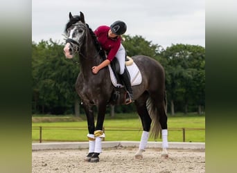 PRE, Wallach, 4 Jahre, 167 cm, Apfelschimmel