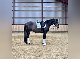 PRE Mix, Wallach, 4 Jahre, 167 cm, Apfelschimmel