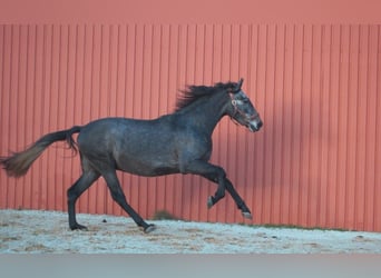 PRE Mix, Wallach, 4 Jahre, 167 cm, Apfelschimmel
