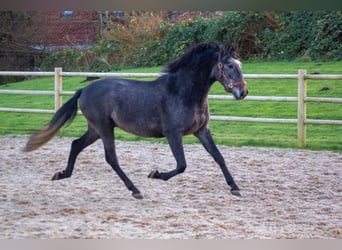 PRE Mix, Wallach, 4 Jahre, 167 cm, Apfelschimmel