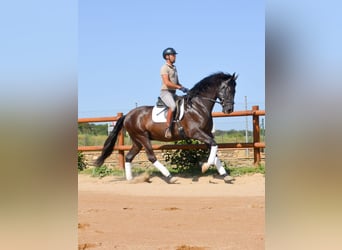 PRE, Wallach, 4 Jahre, 167 cm, Rappe