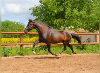 PRE, Wallach, 4 Jahre, 167 cm, Rappe