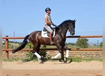 PRE, Wallach, 4 Jahre, 167 cm, Rappe