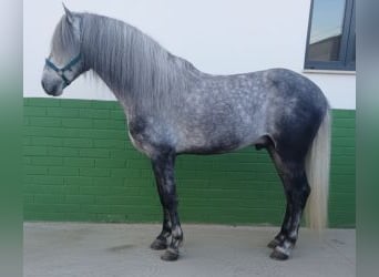 PRE Mix, Wallach, 4 Jahre, 167 cm, Schimmel