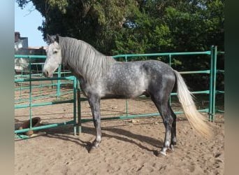 PRE Mix, Wallach, 4 Jahre, 167 cm, Schimmel