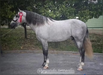 PRE Mix, Wallach, 4 Jahre, 167 cm, Schimmel