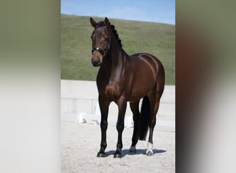 PRE Mix, Wallach, 4 Jahre, 168 cm, Brauner