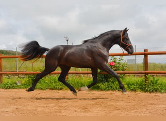PRE, Wallach, 4 Jahre, 168 cm, Rappe