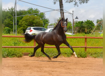 PRE, Wallach, 4 Jahre, 168 cm, Rappe