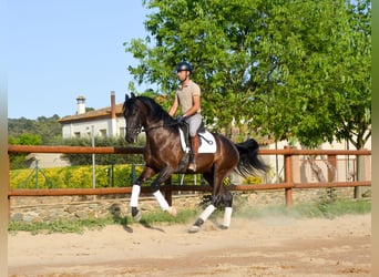PRE, Wallach, 4 Jahre, 168 cm, Rappe
