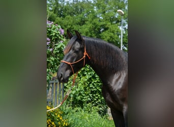 PRE, Wallach, 4 Jahre, 168 cm, Rappe