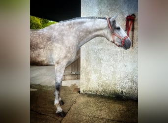 PRE, Wallach, 4 Jahre, 168 cm, Schimmel