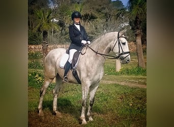 PRE, Wallach, 4 Jahre, 168 cm, Schimmel