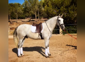 PRE, Wallach, 4 Jahre, 168 cm, Schimmel