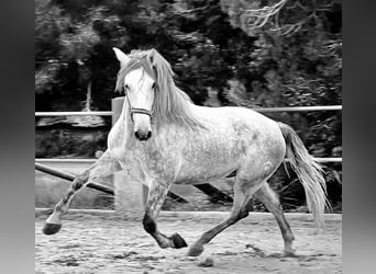 PRE, Wallach, 4 Jahre, 168 cm, Schimmel