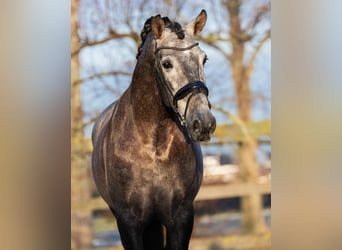 PRE, Wallach, 4 Jahre, 168 cm, Schimmel