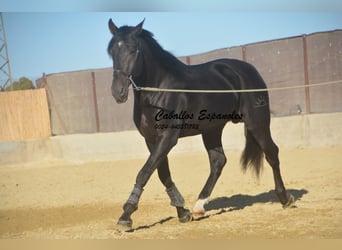 PRE Mix, Wallach, 4 Jahre, 168 cm, Schwarzbrauner
