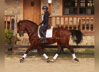 PRE, Wallach, 4 Jahre, 170 cm, Rotbrauner