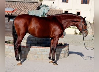 PRE, Wallach, 4 Jahre, 170 cm, Rotbrauner