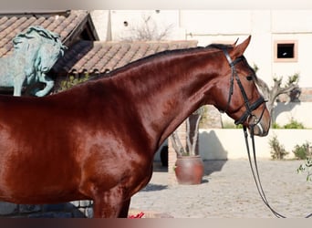 PRE, Wallach, 4 Jahre, 170 cm, Rotbrauner