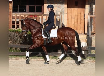 PRE, Wallach, 4 Jahre, 170 cm, Rotbrauner