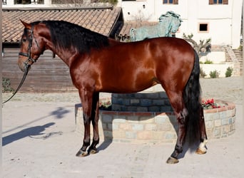 PRE, Wallach, 4 Jahre, 170 cm, Rotbrauner