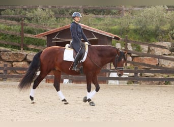 PRE, Wallach, 4 Jahre, 170 cm, Rotbrauner