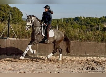 PRE, Wallach, 4 Jahre, 170 cm, Schimmel