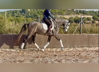 PRE Mix, Wallach, 4 Jahre, 170 cm, Schimmel