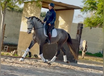 PRE Mix, Wallach, 4 Jahre, 170 cm, Schimmel