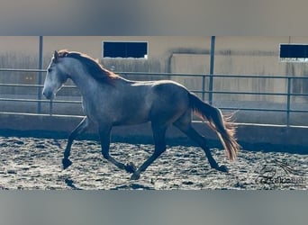 PRE Mix, Wallach, 4 Jahre, 170 cm, Schimmel